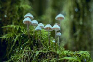 close up photo of white mushrooms