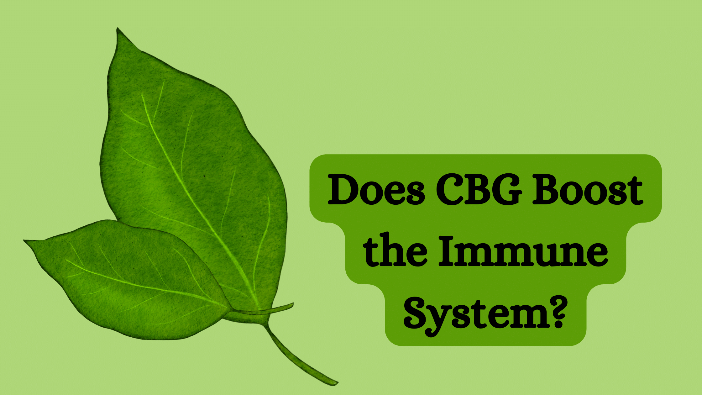 CBG Boost the Immune System